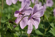 Geranium 'Joy'