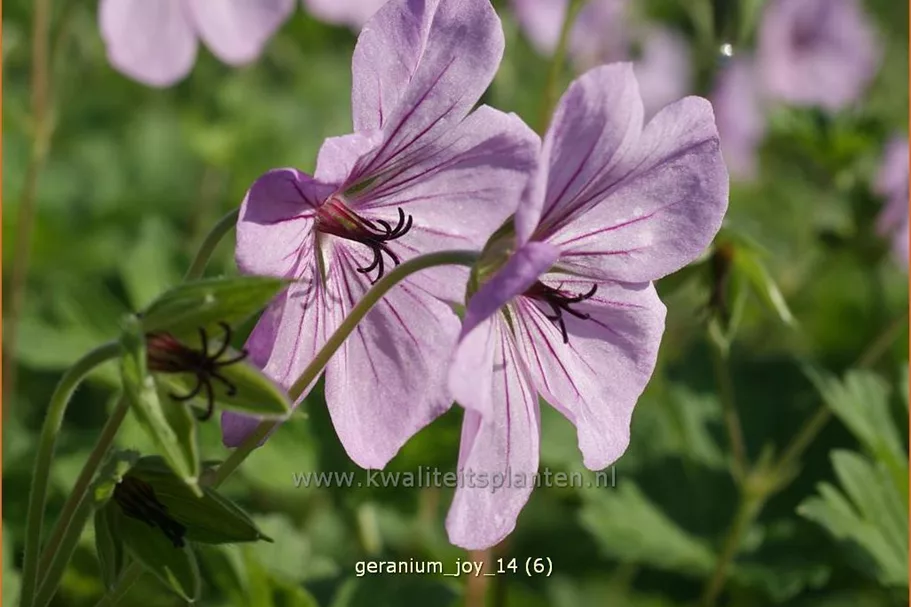 Geranium 'Joy'