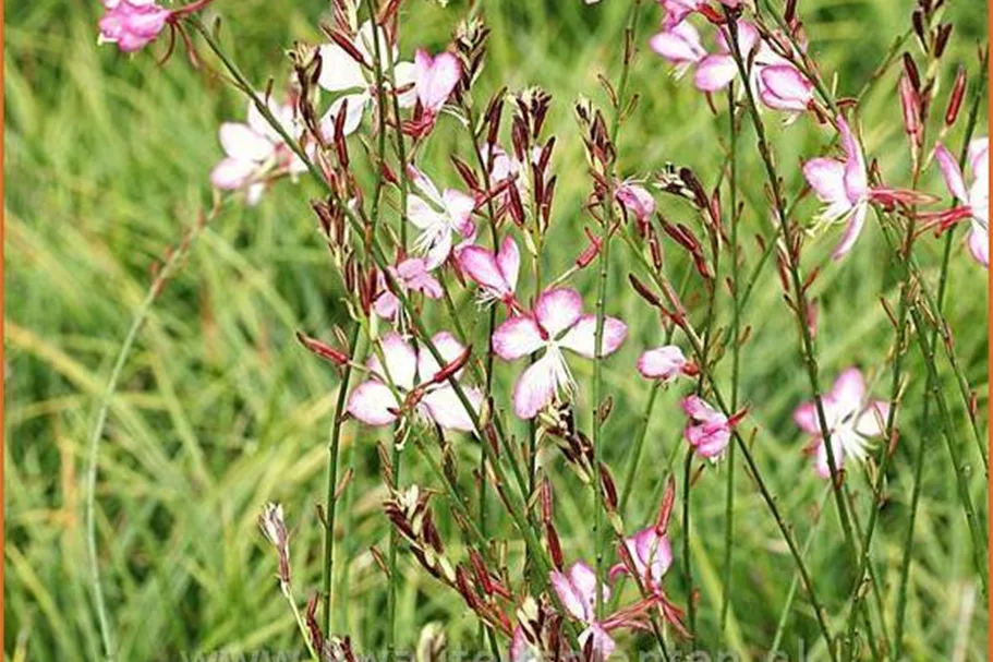 Gaura lindheimeri 'Rosy Jane'