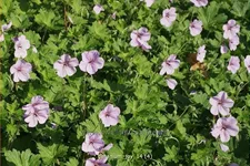 Geranium 'Joy'