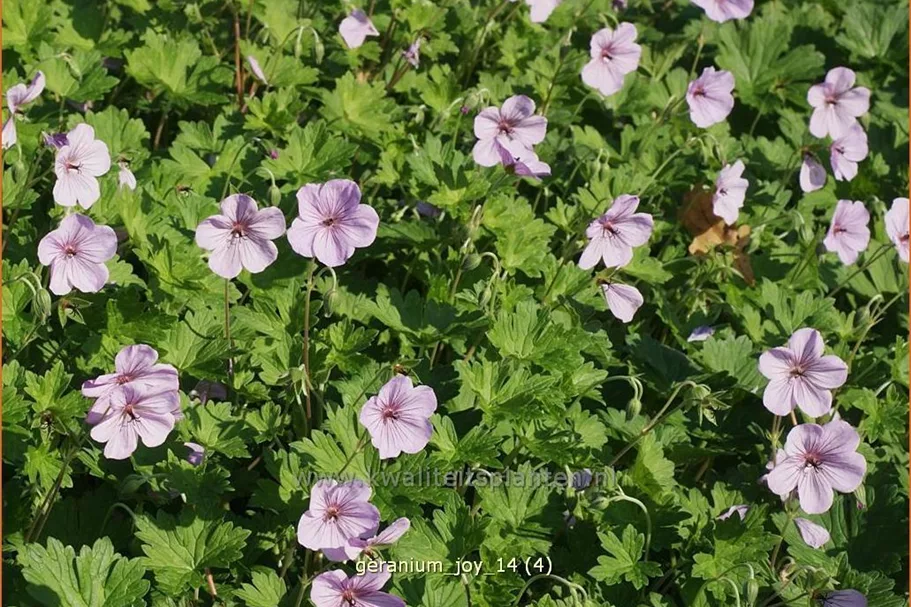 Geranium 'Joy'