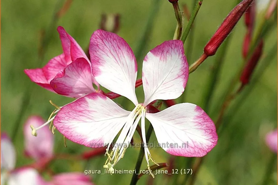 Gaura lindheimeri 'Rosy Jane'