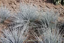 Festuca glauca 'Typ Uchte'