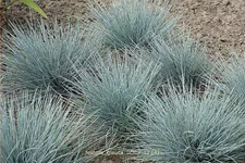 Festuca glauca 'Typ Uchte'