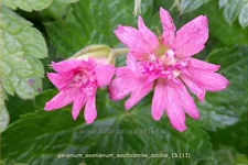 Geranium oxonianum 'Southcombe Double'