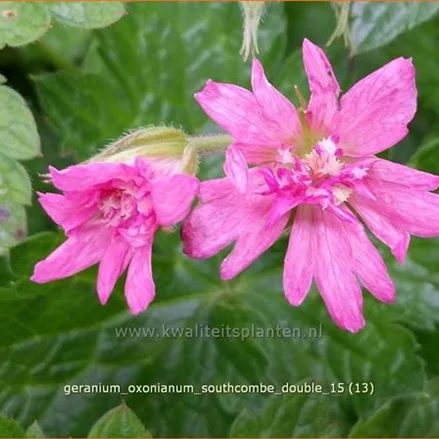 Geranium oxonianum 'Southcombe Double'