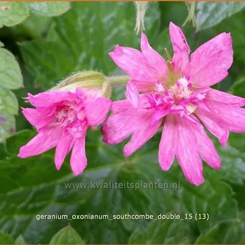 Geranium oxonianum 'Southcombe Double'