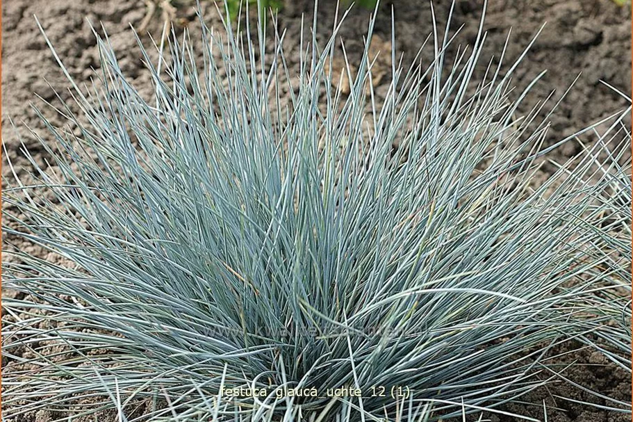 Festuca glauca 'Typ Uchte'