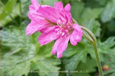 Geranium oxonianum 'Southcombe Double'