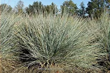 Festuca glauca 'Typ Uchte'