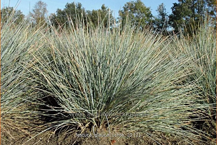 Festuca glauca 'Typ Uchte'