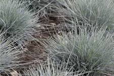 Festuca glauca 'Typ Uchte'