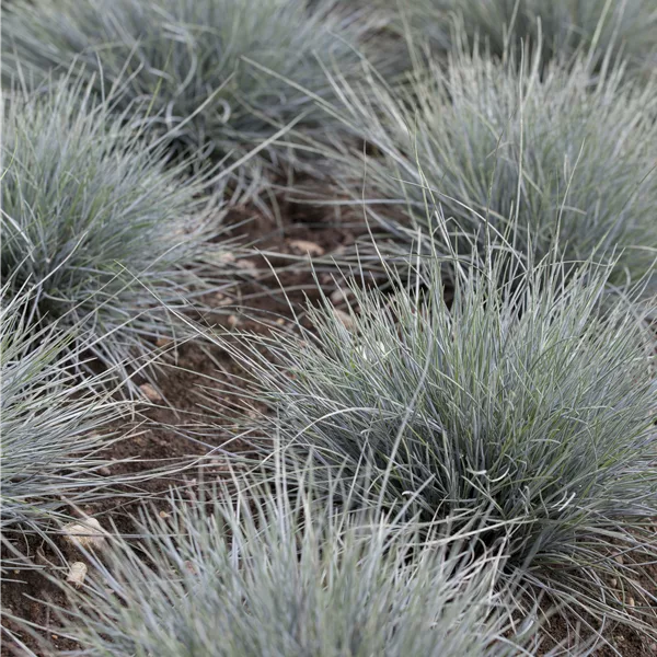 Festuca glauca 'Typ Uchte'