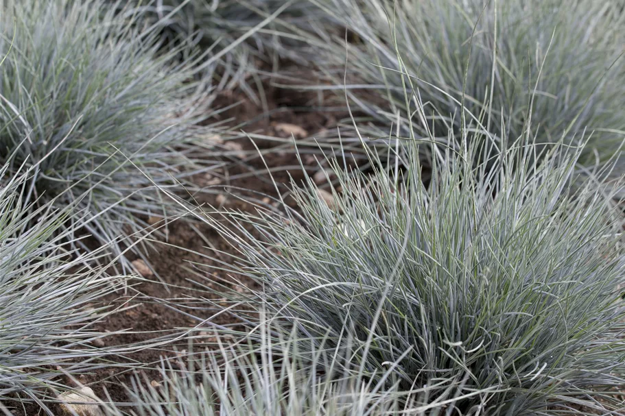 Festuca glauca 'Typ Uchte'