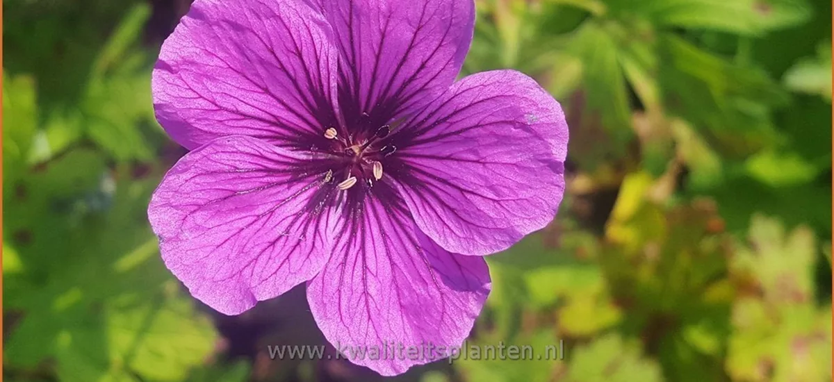 Geranium psilostemon 'JS Matu Vu'