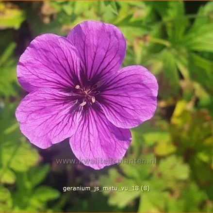 Geranium psilostemon 'JS Matu Vu'