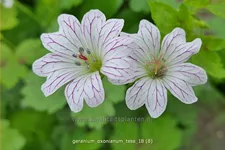 Geranium oxonianum 'Tess'