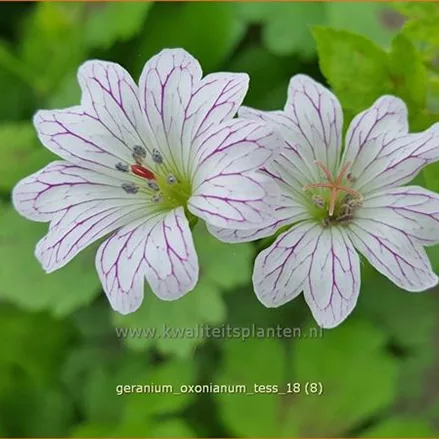 Geranium oxonianum 'Tess'