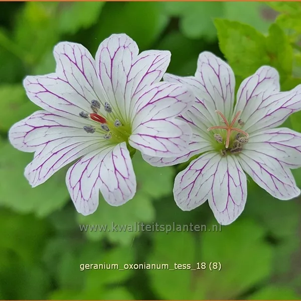 Geranium oxonianum 'Tess'