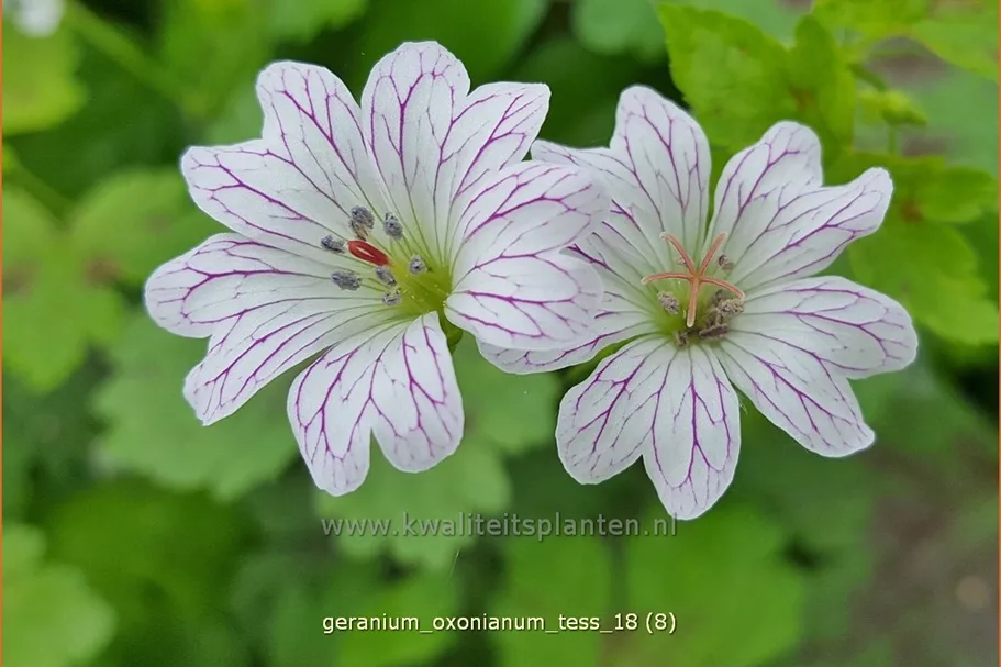 Geranium oxonianum 'Tess'