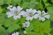 Geranium oxonianum 'Tess'