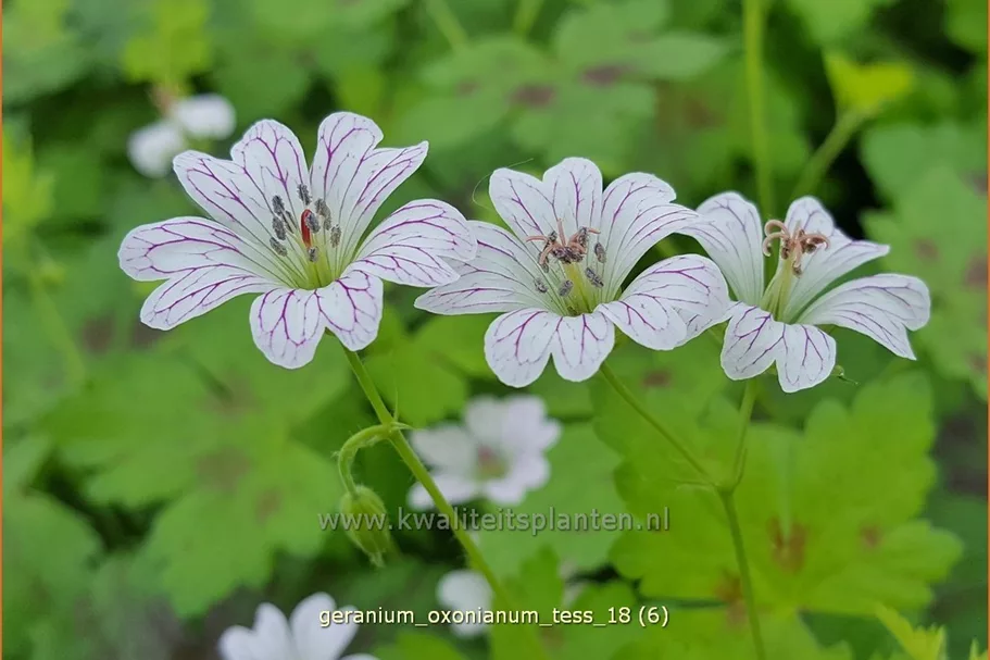 Geranium oxonianum 'Tess'
