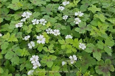 Geranium oxonianum 'Tess'