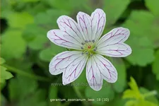 Geranium oxonianum 'Tess'