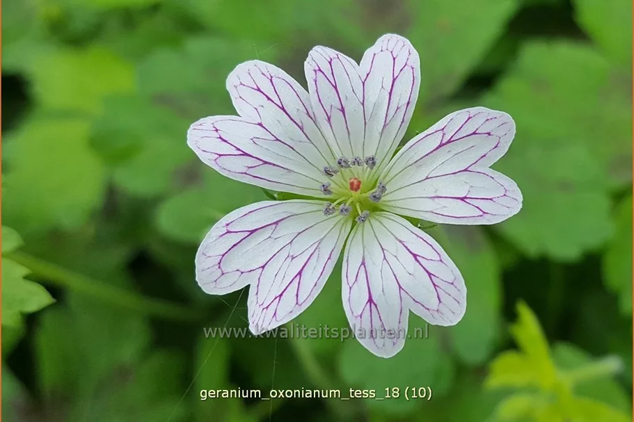 Geranium oxonianum 'Tess'