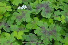 Geranium oxonianum 'Tess'