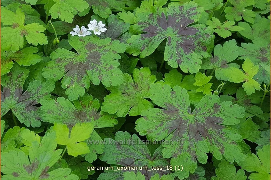 Geranium oxonianum 'Tess'