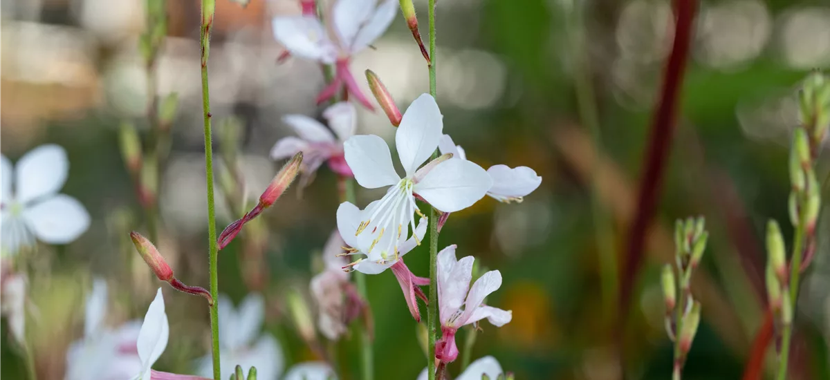 Gaura lindheimeri 'Short Form'