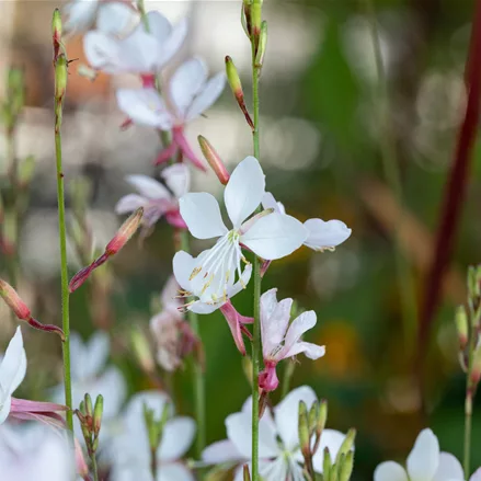 Gaura lindheimeri 'Short Form'