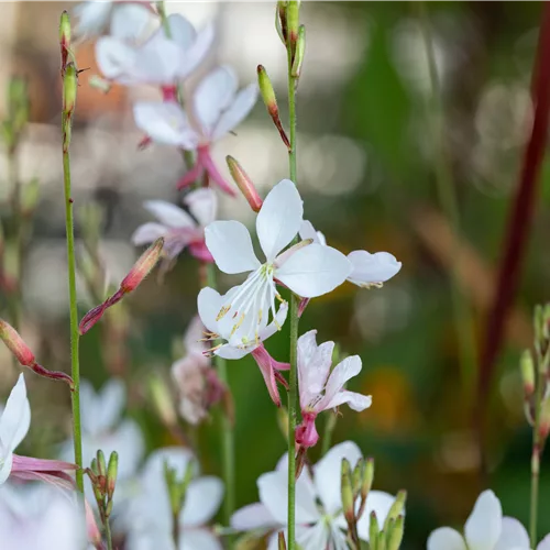 Gaura lindheimeri 'Short Form'