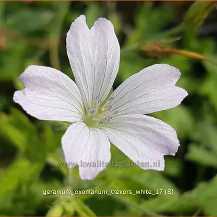 Geranium oxonianum 'Trevor's White'