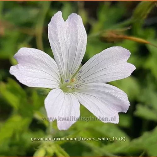 Geranium oxonianum 'Trevor's White'