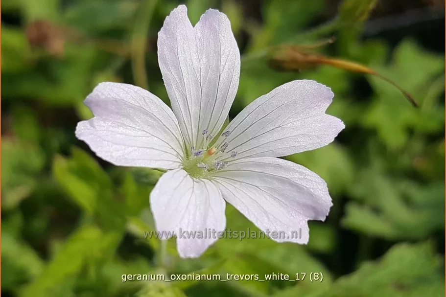 Geranium oxonianum 'Trevor's White'