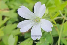 Geranium oxonianum 'Trevor's White'