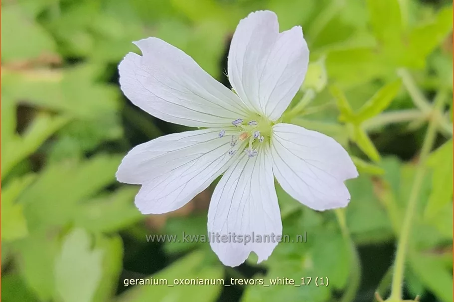 Geranium oxonianum 'Trevor's White'