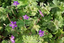 Geranium phaeum 'Lakwijk Star'