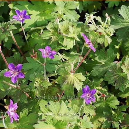 Geranium phaeum 'Lakwijk Star'