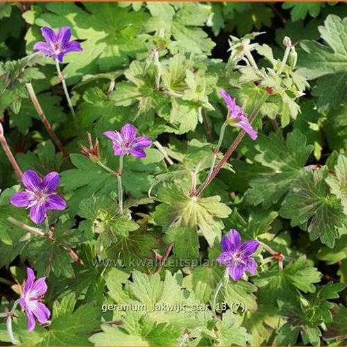 Geranium phaeum 'Lakwijk Star'