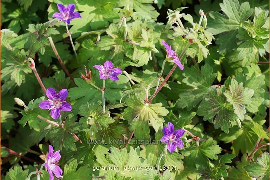 Geranium phaeum 'Lakwijk Star'