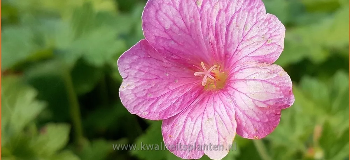 Geranium x oxonianum 'Wageningen'