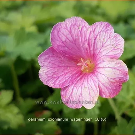 Geranium x oxonianum 'Wageningen'
