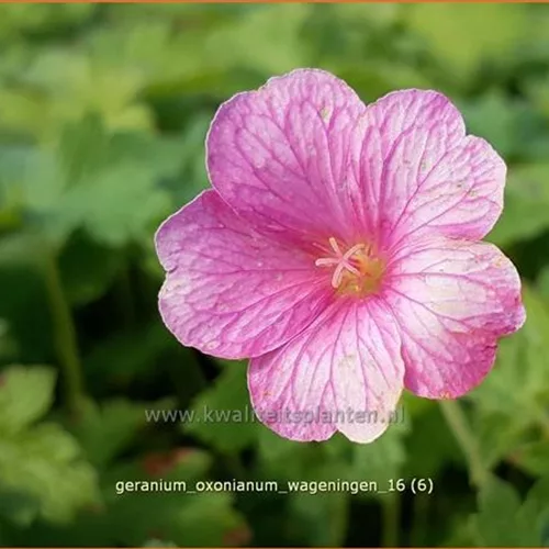 Geranium x oxonianum 'Wageningen'