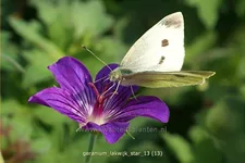 Geranium phaeum 'Lakwijk Star'