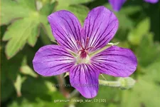 Geranium phaeum 'Lakwijk Star'