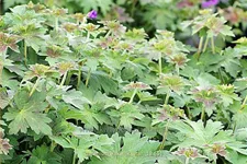 Geranium phaeum 'Lakwijk Star'