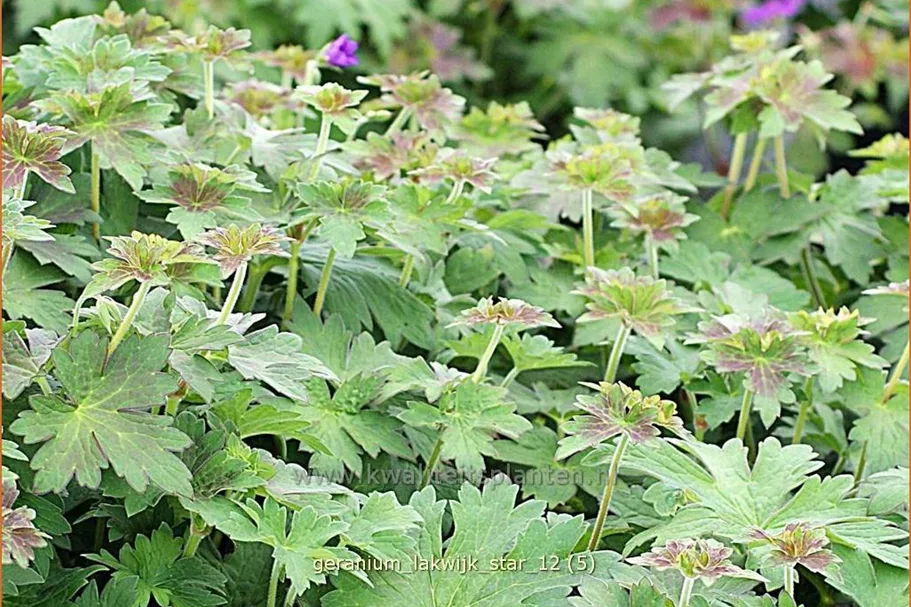 Geranium phaeum 'Lakwijk Star'